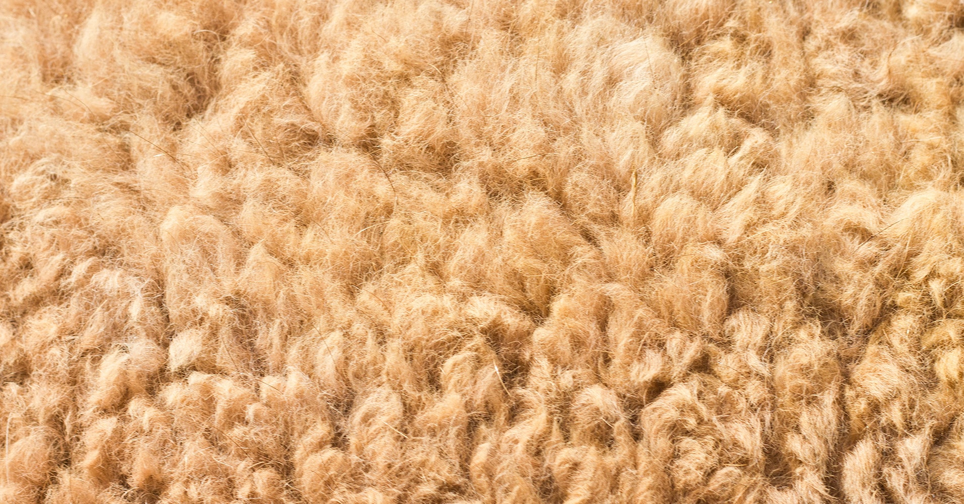 Luxury fibres explained - Camel hair - Blugiallo - Tailoring reinvented